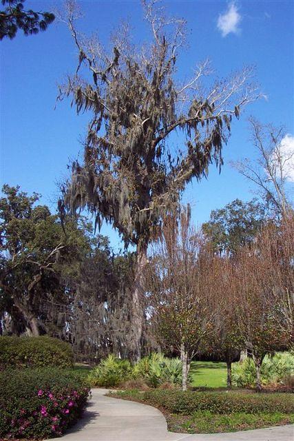 Spanish Moss in a Park in Ocala
