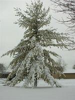 White pine in the front yard