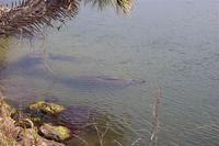 Atlantic Ocean at St. Augustine